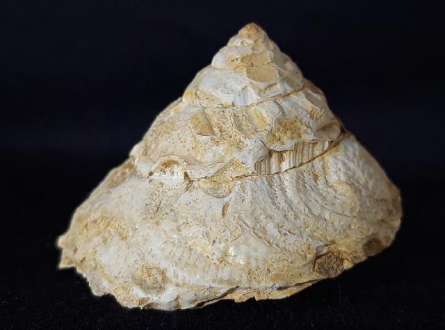 Xenophora agglutinans LAMARCK 1804 - Bild © FossNet FossilienStore